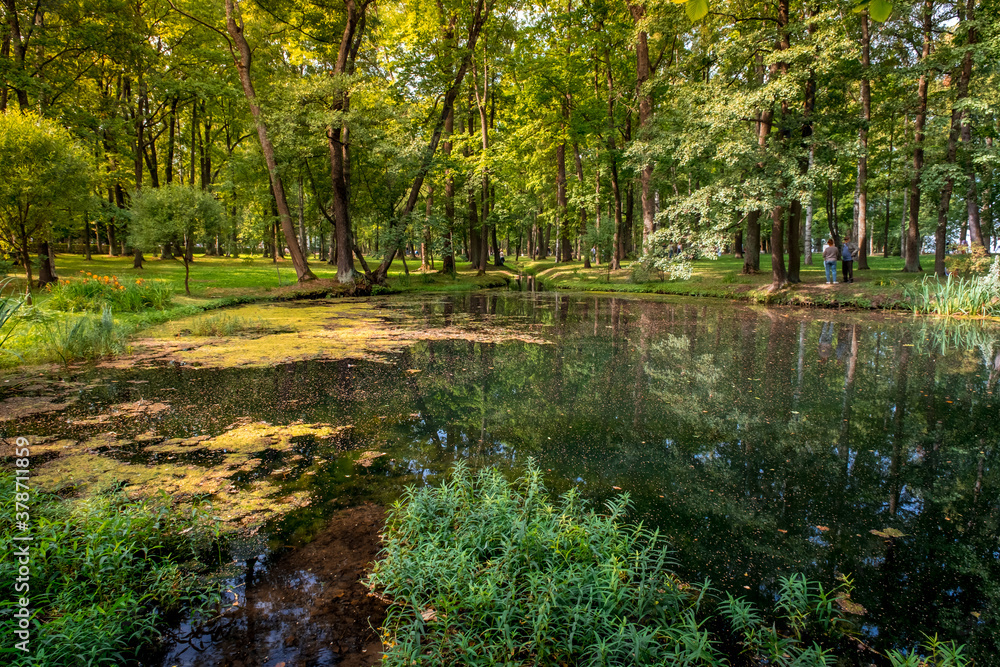 natural pond surrounded by green trees and grass in sunny summer weather natural pond surrounded by green trees and grass in sunny summer weather