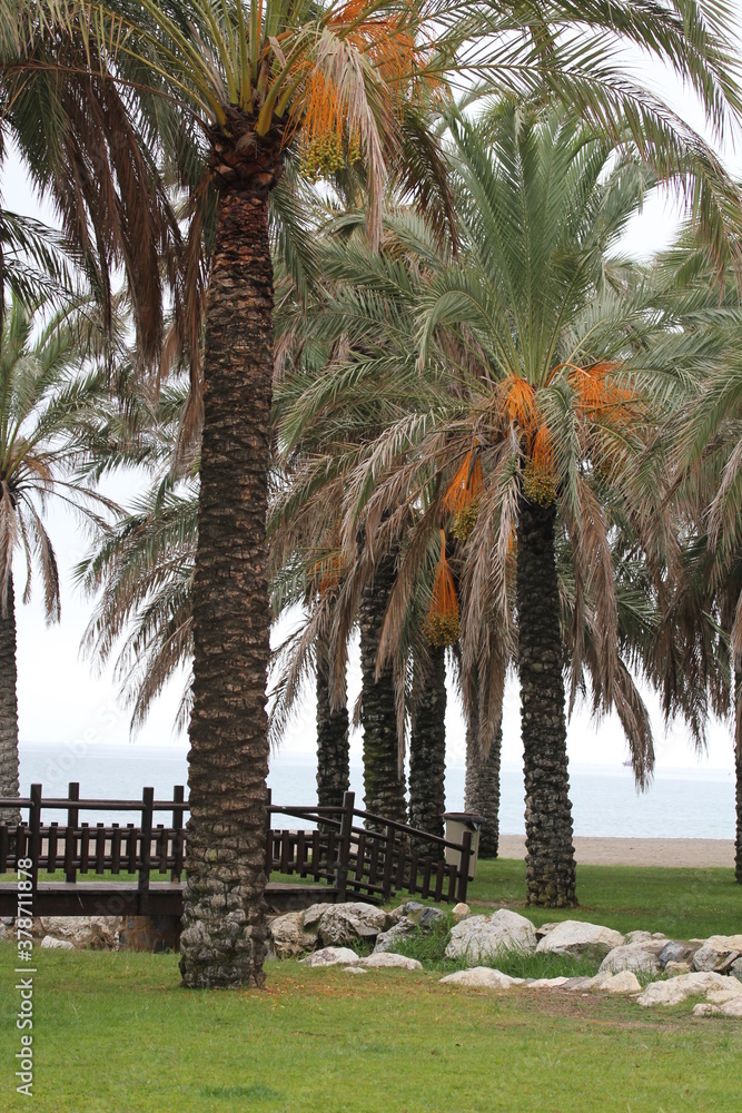 Obraz premium Date | Datte