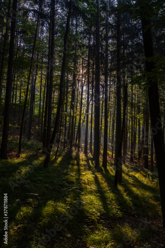 sun rays in green forest  © babaroga