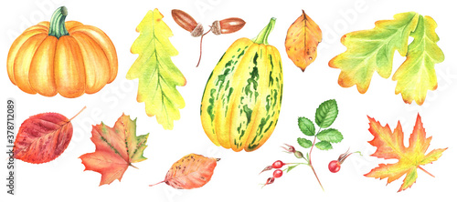 Fototapeta Naklejka Na Ścianę i Meble -  Watercolor autumn clipart, Hand-drawn illustrations pumpkins, leaves & acorns, Rose hip berries.