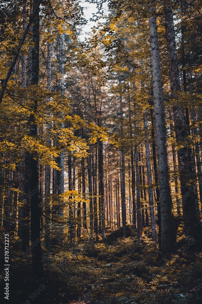 Fototapeta premium Wald, Eibsee