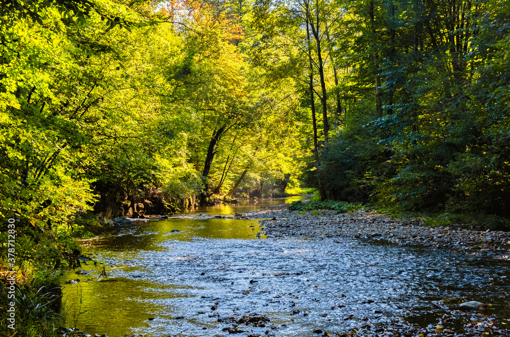 Obraz premium forest river in spring time 