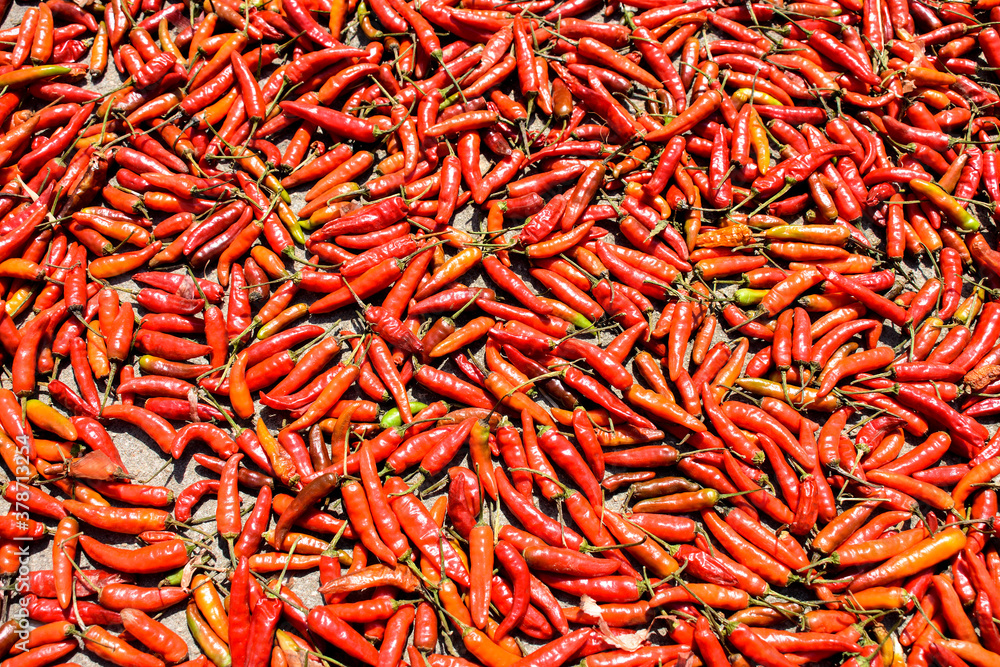 Fototapeta premium India Red chillies peppers kept for drying in the terrace.