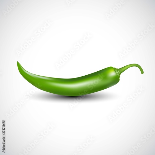 fresh green chilly isolated white background. vector illustration 