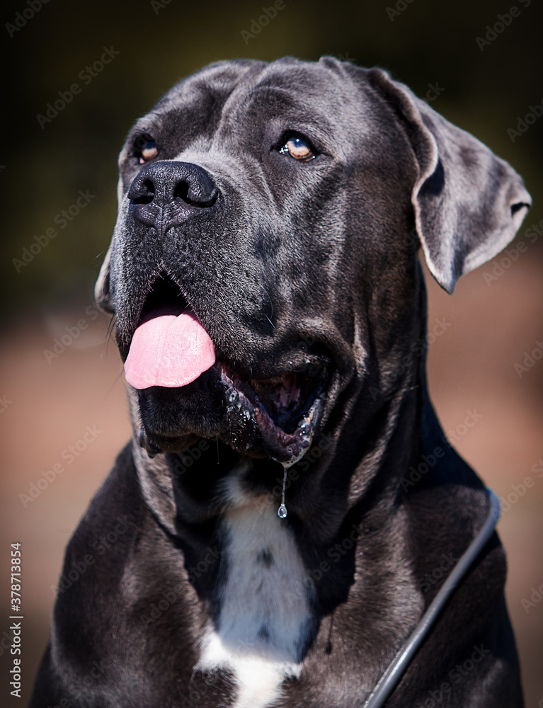portrait of big dog cane corso