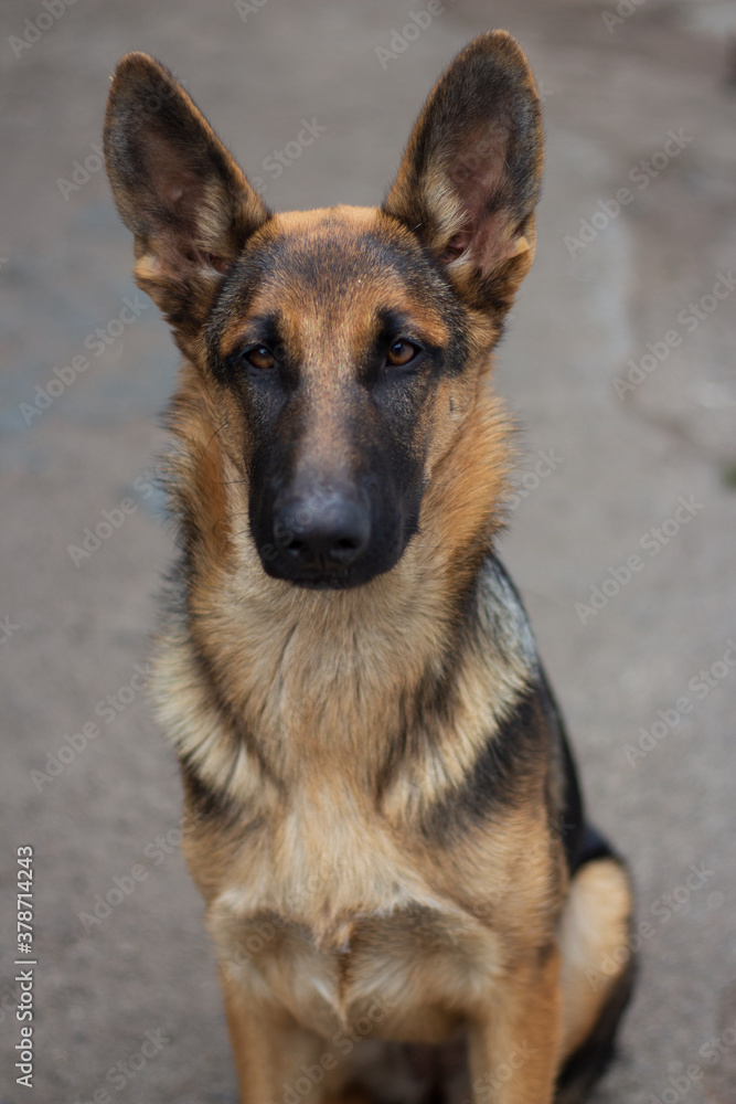 beautiful young german eastern shepherd girl sitting on the street, portrait of a dog with big funny ears in full growth