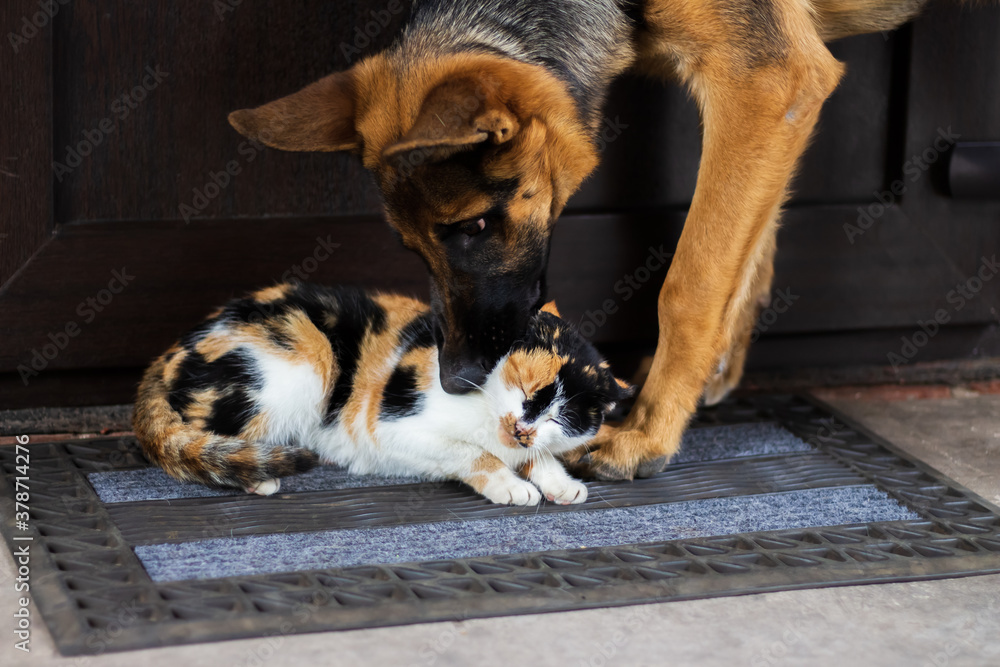 beautiful german shepherd dog bites playing tricolor cat on the
