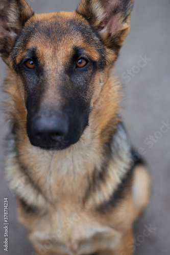 portrait of a beautiful young german oriental shepherd dog girl with big funny ears and smart brown eyes outdoors close up