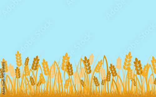 Wheat field background. Golden ears of cereals against blue sky decorative rural ecological area with ripe harvest fertile abundant meadow with organic vector product.