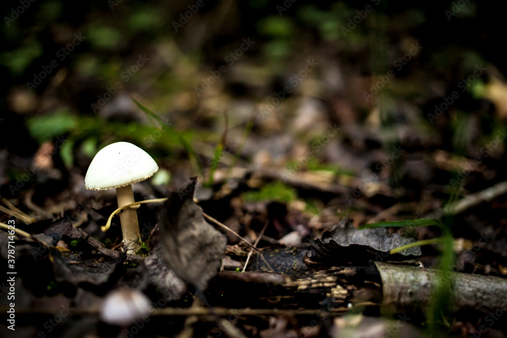 A mushroom in the forest ground A mushroom in the forest ground