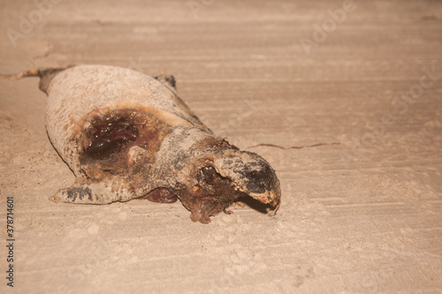 Photography Animal skull in the sand