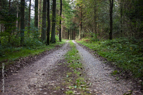 A pathway in the forest