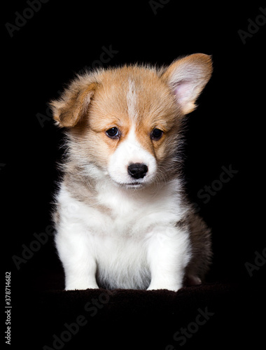 small red welsh corgi puppy sitting on a dark background