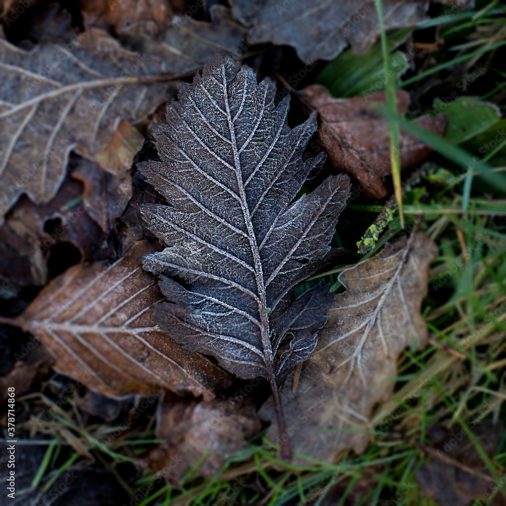 Brown leaves laying in grass Brown leaves laying in grass