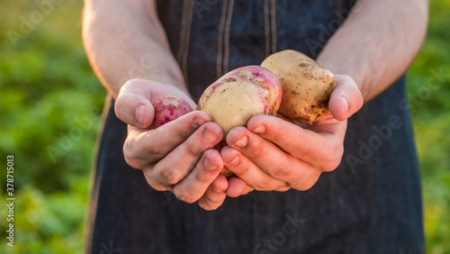 Farmer's hands with a few potatoes from the new crop