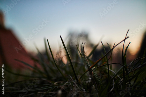 Closeup of grass straws with the sunset in the back