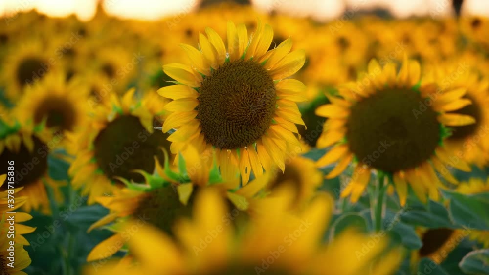 sunflower - bright field with yellow flowers, beautiful summer landscape in sunset sunflower - bright field with yellow flowers, beautiful summer landscape in sunset