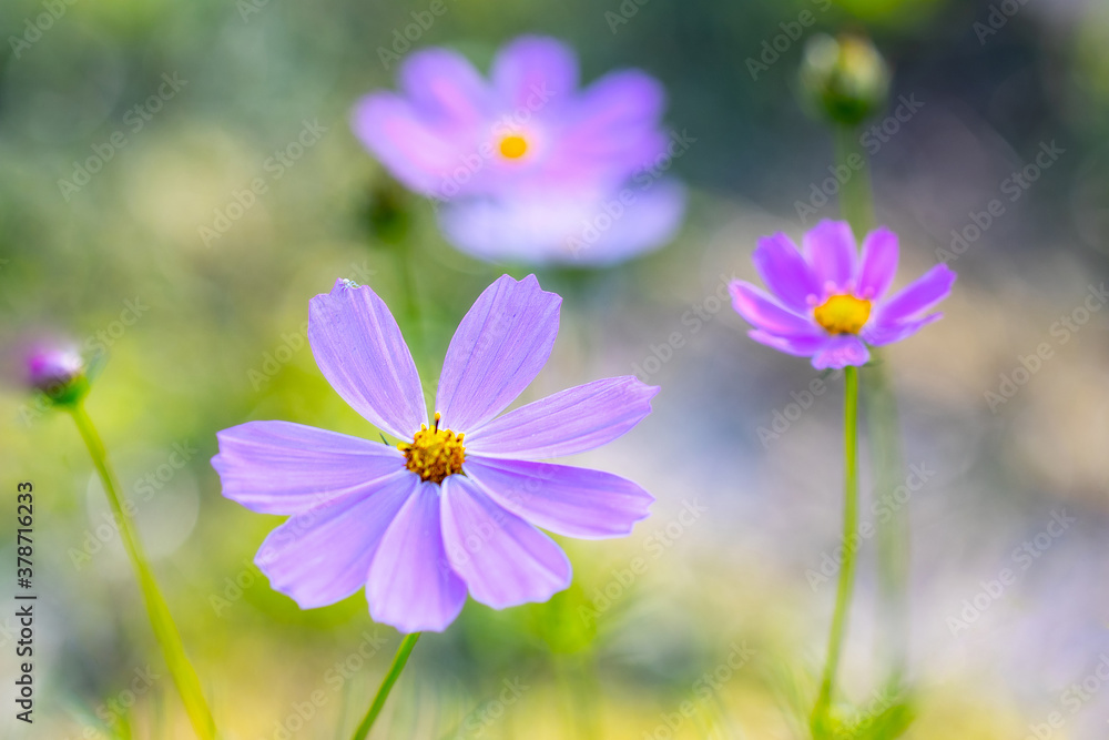 Purple flower of Cosmos bipinnatus, commonly called the garden cosmos or Mexican aster in macro lens shoot. Purple flower of Cosmos bipinnatus, commonly called the garden cosmos or Mexican aster in macro lens shoot.