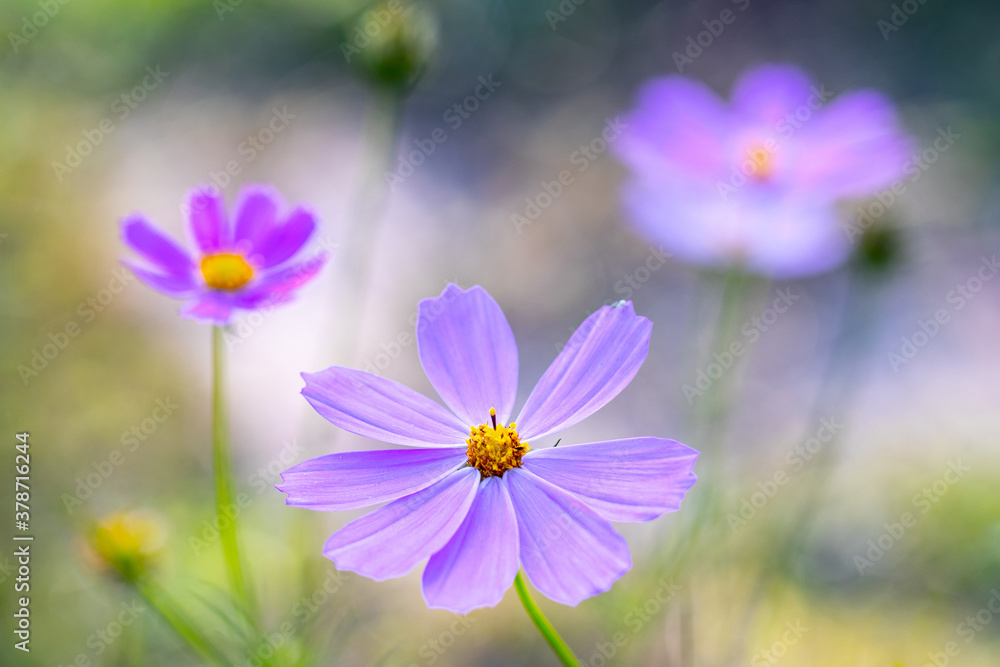 Purple flower of Cosmos bipinnatus, commonly called the garden cosmos or Mexican aster in macro lens shoot. Purple flower of Cosmos bipinnatus, commonly called the garden cosmos or Mexican aster in macro lens shoot.