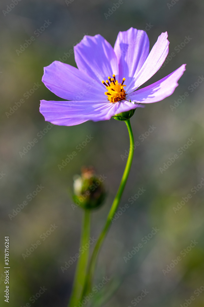 Obraz premium Purple flower of Cosmos bipinnatus, commonly called the garden cosmos or Mexican aster in macro lens shoot.