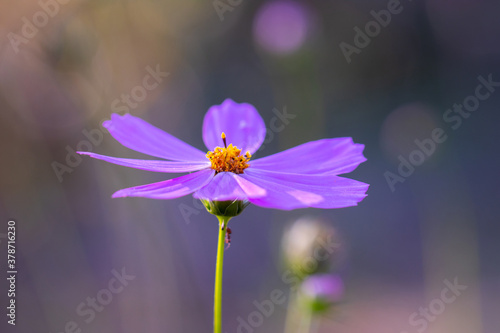 Purple flower of Cosmos bipinnatus, commonly called the garden cosmos or Mexican aster in macro lens shoot.