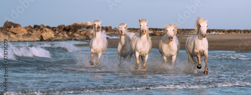 Canvas Print White horses in Camargue, France.