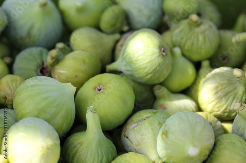 Wallpaper Mural Fig [ Figue Torontodigital.ca