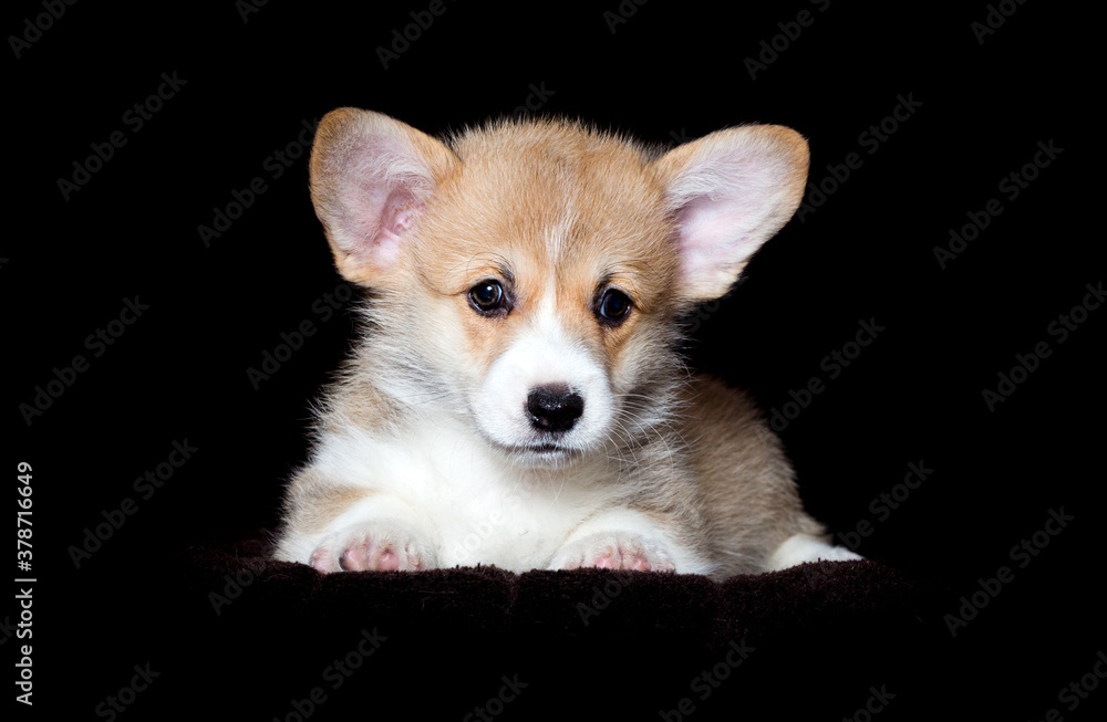 welsh corgi puppy lies on a dark background
