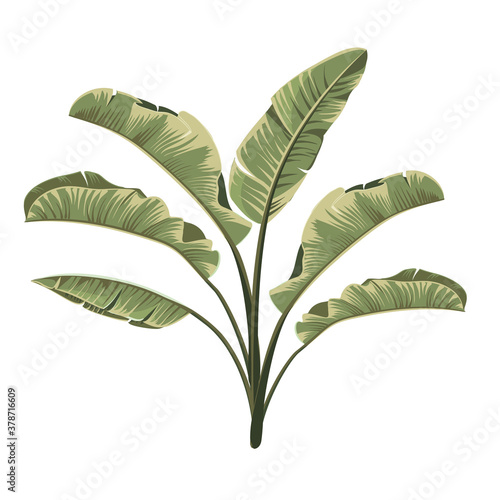 Set of tropical botanical foliage plants green palm banana.