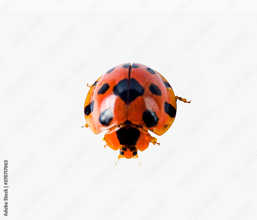 Fototapeta premium Harmonia axyridis,lady beetle on a white,isolated
