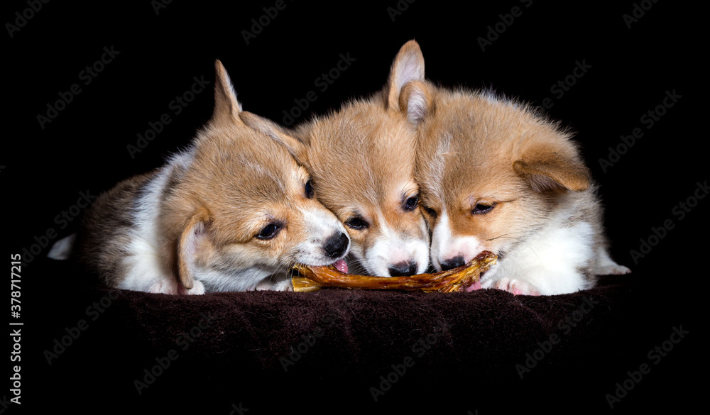 puppies eat on a dark background