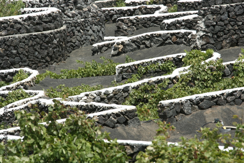 lifestyle in Lanzarote, with his characteristic vineyards

