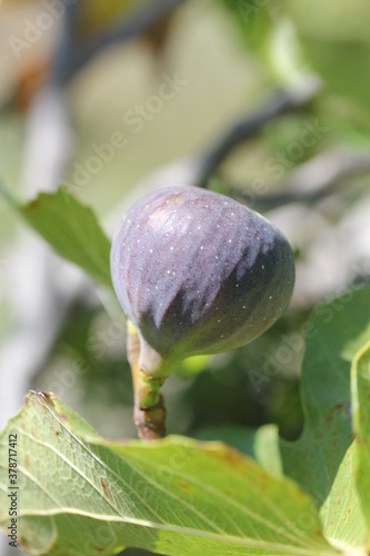 Fig [ Figue