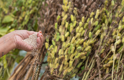 White sesame seeds in woman's hands,with,sesame plant field.