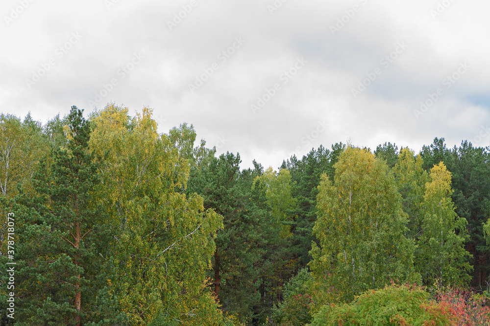 Autumn view of the forest edge against a cloudy sky