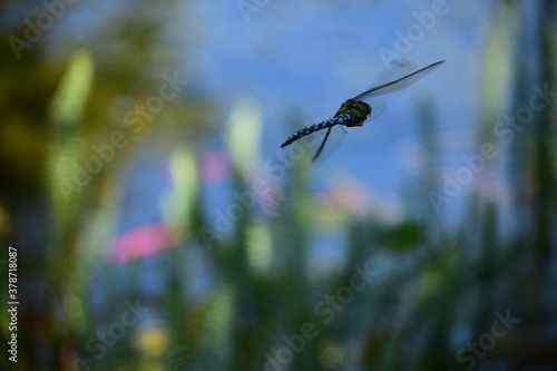 Libelle künstlerisch von hinten