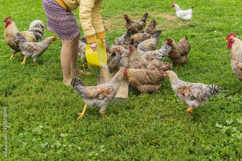 A farm worker feeds grain to chickens and roosters from a yellow bowl. Bielefelder is a German breed of domestic chickens.
