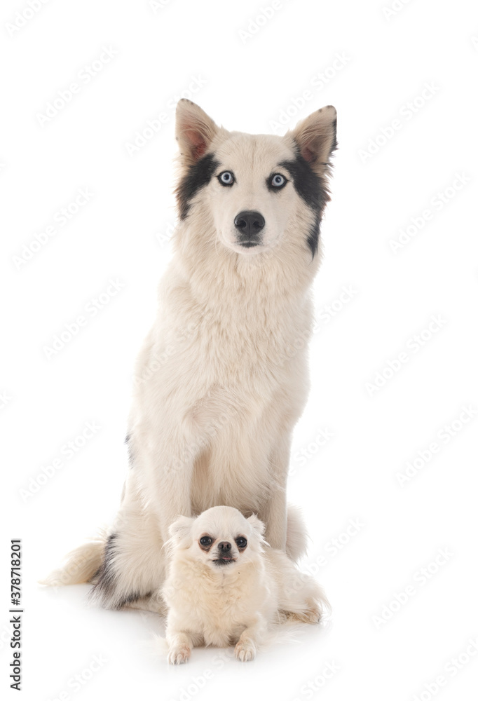 Obraz premium Yakutian Laika and chihuahua