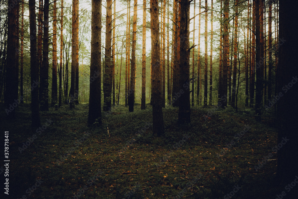 Fototapeta premium forest in the morning Sestroretsk