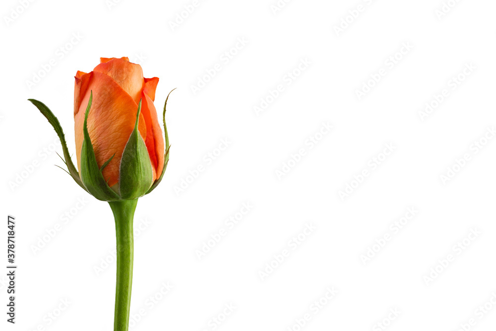 Obraz premium Orange Rose Isolated on White Background