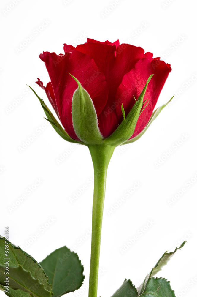 Red Rose Isolated on White Background Red Rose Isolated on White Background