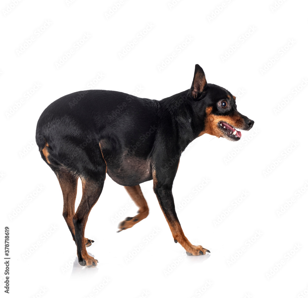 pinscher in studio pinscher in studio