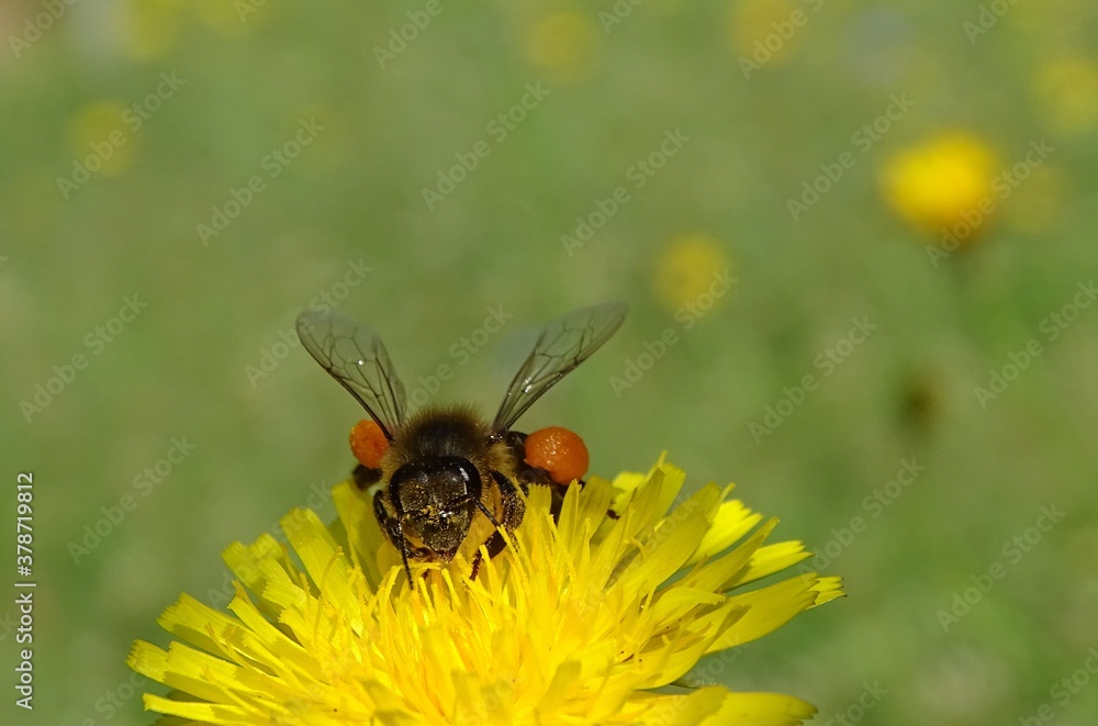 bee on a flower