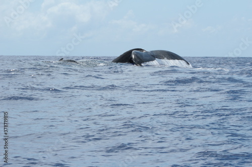two whales in Pacific Ocean