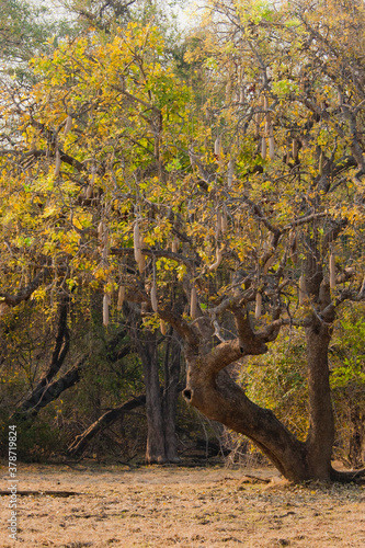 zambia landscape with typical tree © FrancoTollardo