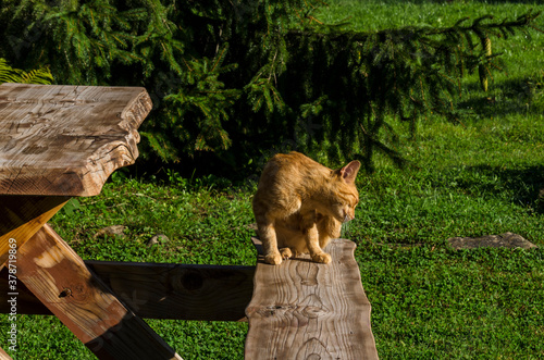 Fototapeta Naklejka Na Ścianę i Meble -  kot