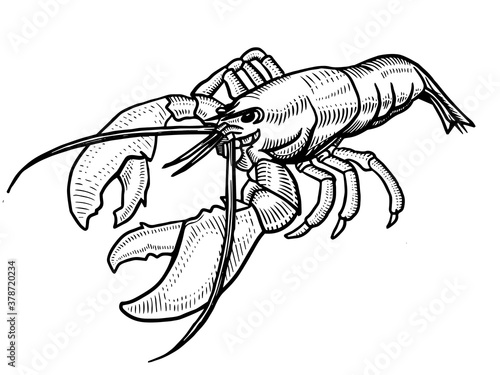 American lobster, homarus americanus, the popular seafood in top view. Illustration after an antique woodcut engraving