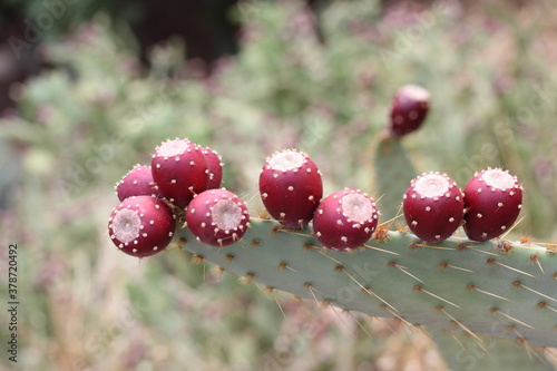 Prickly pear | Figue de barbarie