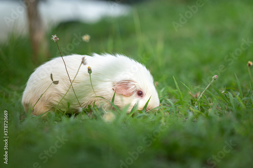 A cute fatty guinea pig is freedom running and playing on grass yard with outdoor environment. Animal portrait, face focus photo.