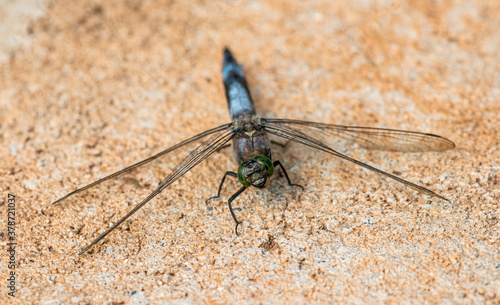 white-tailed skimmer (Orthetrum albistylum) dragonfly sitting on concrete photo